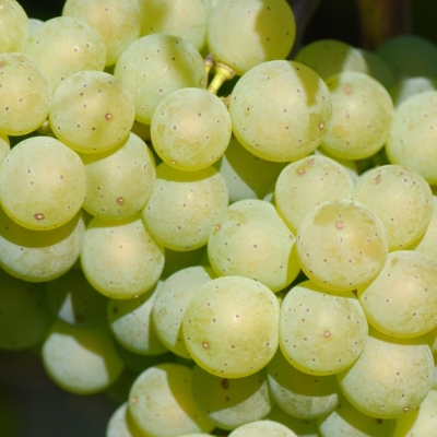 Ehrenfelser Beeren 2